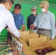 大磯湘南レッド出荷開始