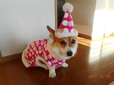 レオ
瀬谷区
5歳
とっても人懐っこいです。手作りのお洋服と帽子で暖か～い！